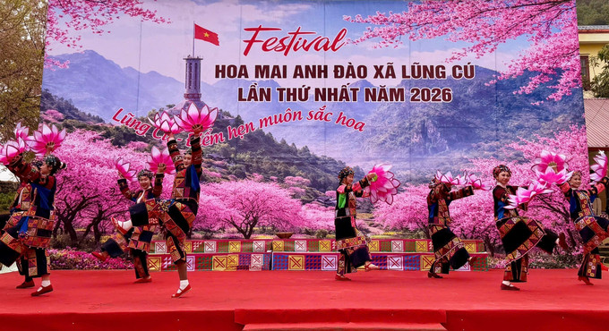 Khai mạc Festival hoa mai anh đào xã Lũng Cú năm 2026